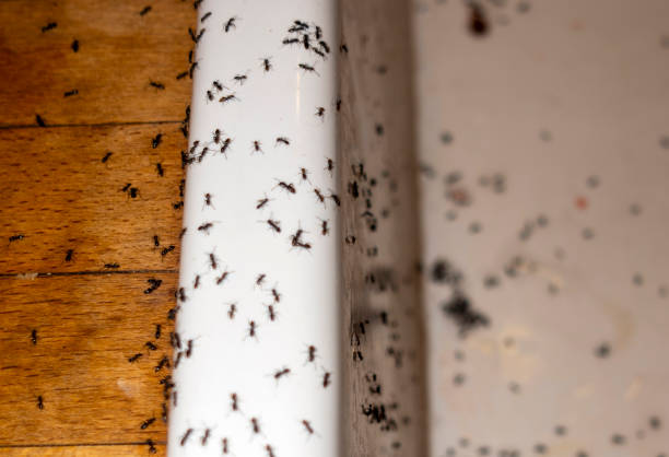 Best Residential Pest Control  in Falls City, OR